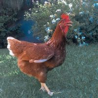 _lagallina