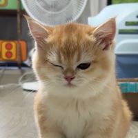 whiskerw1se