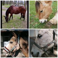les_amies_des_chevaux
