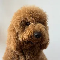 original sound - ferapont.labradoodle