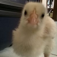 chickenbanana67777