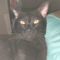 original sound - salem920522