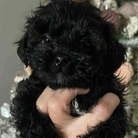 kelisha_delahoussaye