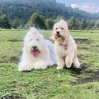 original sound - vanessayluna