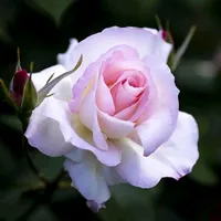 original sound - s.eainmat