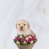 elmismoperroconcanciones