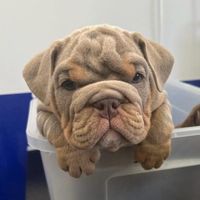 kingston_the_bulldog