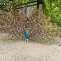 rashlaigsingh