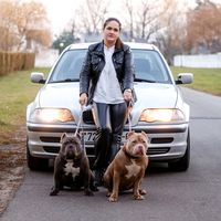 loona_americanbully