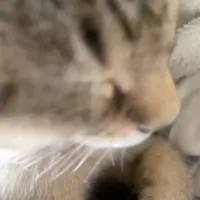 original sound - jayah.lovers