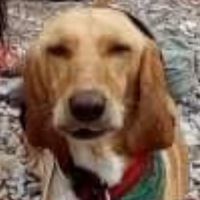 Oooh oxi enas tigris Sid