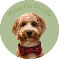 phiny.the.doodle