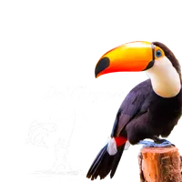 original sound - del_chapare
