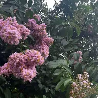 Trippie Redd – Love Scars