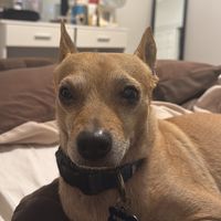 amolosperrossalchicha