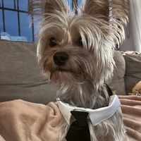 rocketthenewyorkie
