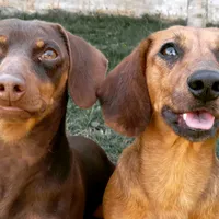 original sound - thorecacaudachs_fpp