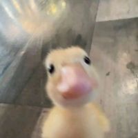 la_puchaina_de_colores_