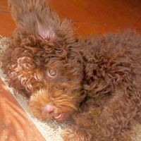 hersheythemalti