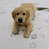 bella_the_crazy_dog2