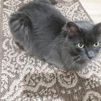 gatochicopinhal