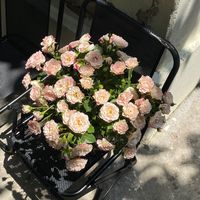 nhạc nền - Cắm hoa cùng Nhà Gờ