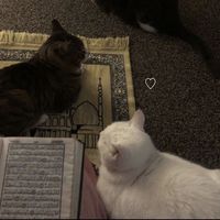 الصوت الأصلي