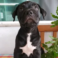 original sound - vittel.of.piffer