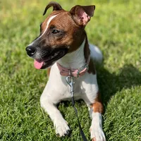 original sound - fiamma..jackrussell