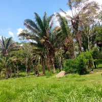 original sound - adelamamani800