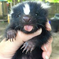 eggsfur