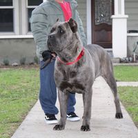 cane.blue