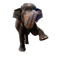 sitigajah