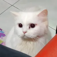 original sound - bongbong_aka_kenny