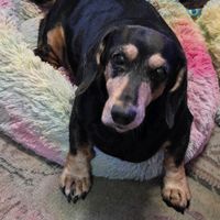 dentons.dachshund