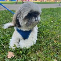 parker_the_shih_tzu