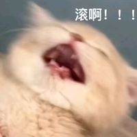 rabbit._.930516