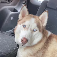 original sound - kane_paws