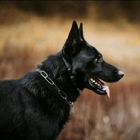 gsdstrick