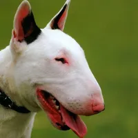 original sound - bull_terrier_lovers