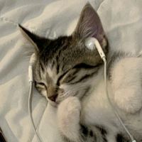 original sound - my playlist