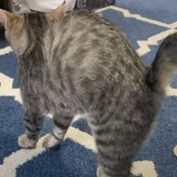 original sound - ziggilybear