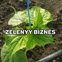 zelenyy_biznes