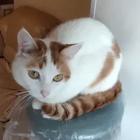 original sound - tosha_anton_cat