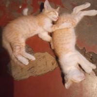 patita_uwu.juegroblox