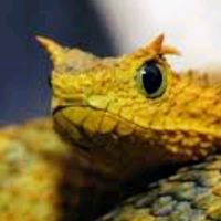 原聲 - 🐍༺ཉི།Snake།ཉྀ༻🐍♍🚬🍷