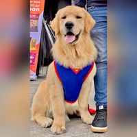 golden_retriever_ecuador