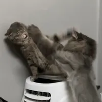 original sound - hyumhawrecord