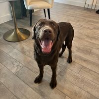 jax.the.lab2