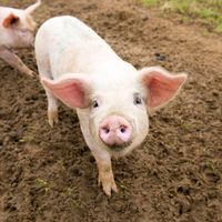 pigs089